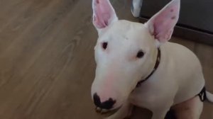 Собака говорит МАМА