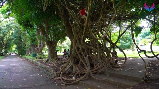 Маврикий Достопримечательности. Что посмотреть на Маврикии. Парк Памплемус Большие кувшинки