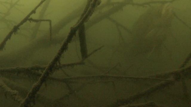 Нереальные караси!Подводные съёмки с Go-Pro!!! смотреть онлайн