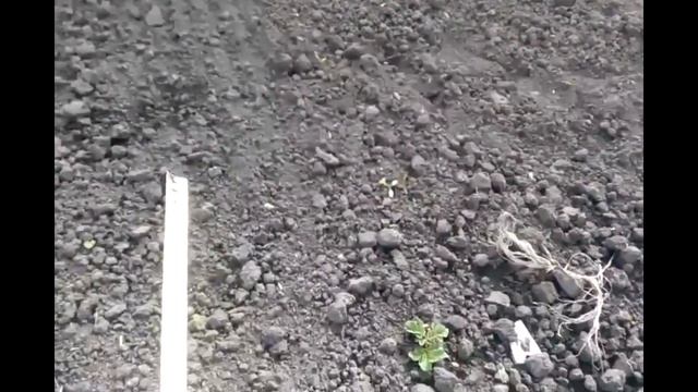 Первые всходы картофеля смотреть онлайн