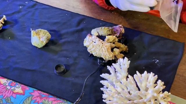 How to Set Up a SPS Reef in a Bowl - Reef Bowl October 2019 Update смотреть онлайн