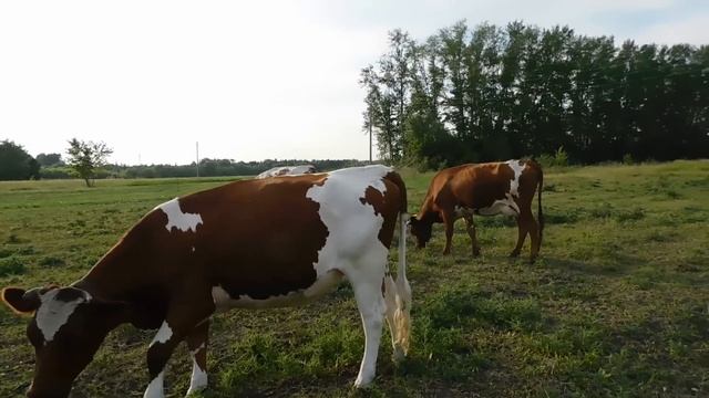 СРОЧНО ПОЛЕЙТЕ ЭТИМ КОРОВ❗ ПРОВЕРЕННОЕ СРЕДСТВО❗НИ ОДИН СЛЕПЕНЬ И ОВОД БОЛЬШЕ НЕ ПОБЕЗПОКОЮТ! смотреть онлайн