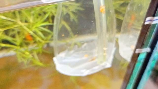 #Инкубатор для икры креветок. #Можно ли вырастить креветок из икры погибших креветок? смотреть онлайн