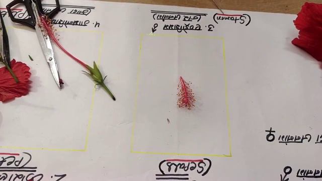 Hibiscus flower dissection practical work for All classes। смотреть онлайн