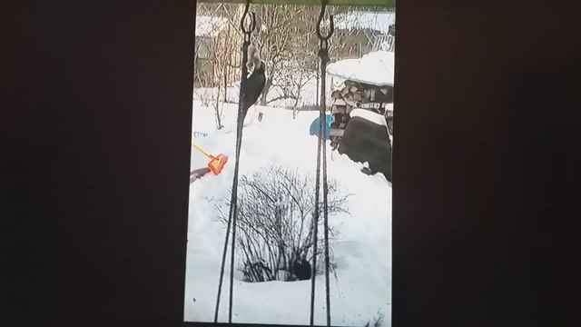 Птичек дятел разогнал смотреть онлайн