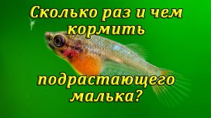 Чем кормить подрастающих мальков и мальков живородящих рыбок?