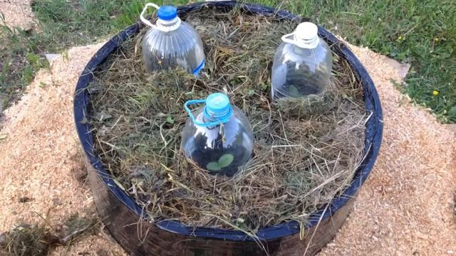 ВЫРАЩИВАНИЕ КАБАЧКОВ, ТЫКВ, АРБУЗОВ И ДЫНЬ В МЕШКАХ.ЧАСТЬ ПЕРВАЯ: НАЧАЛО. Конец мая 2016. смотреть онлайн