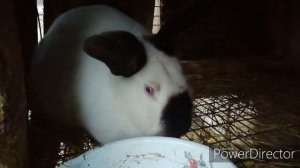 Скрещивание Калифорнии с Французским бараном ЭКСПЕРИМЕНТ!!!Миксы кроликов