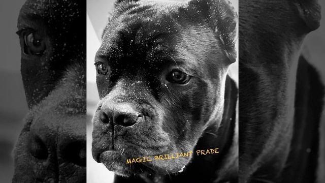 Хаммер из питомника MAGIC BRILLIANT PRADE. Кане корсо смотреть онлайн