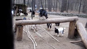 Козлята играют 03.05.18
