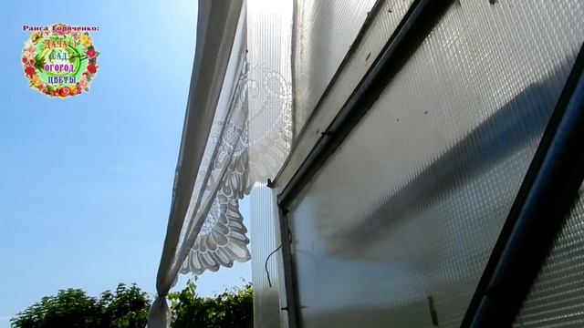 Теплица в жару одевается в наряд невесты. Форточки и двери открыты круглосуточно. смотреть онлайн