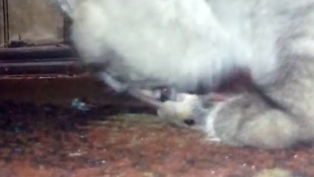 Кошка поймала мышь (У нас на даче )? смотреть онлайн