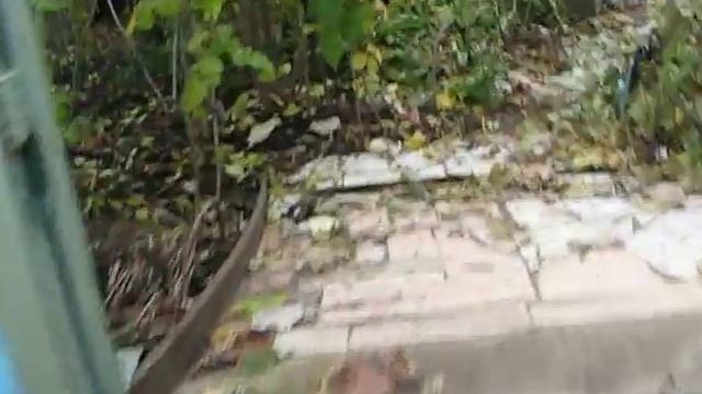 Природная аномалия. Молодые побеги черной малины дали урожай смотреть онлайн