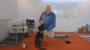 Дрессировка таксы. История Гавра