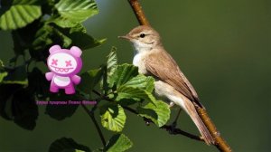 Голоса птиц Как поёт Славка садовая Sylvia borin