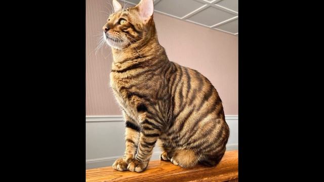 Тойгер игрушечный тигр Редкая порода кошек смотреть онлайн