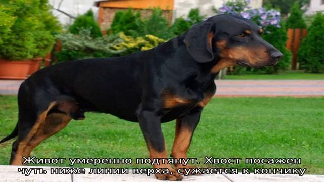 Словацкий копов (Словацкая гончая) смотреть онлайн