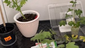 Почему у пеларгонии чёрная ножка, как бороться