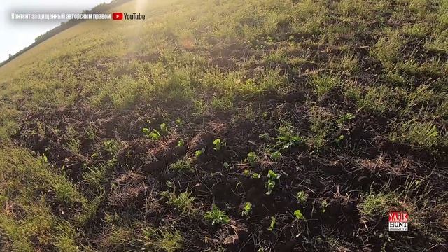 Охота на перепела с лабрадором Джесси.МР-43 курковка патрон Феттер №9 смотреть онлайн