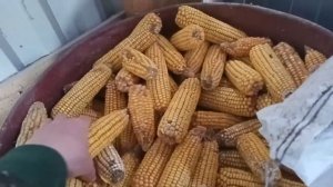 С супругой Кормим Свиней / Чистим кукурузу