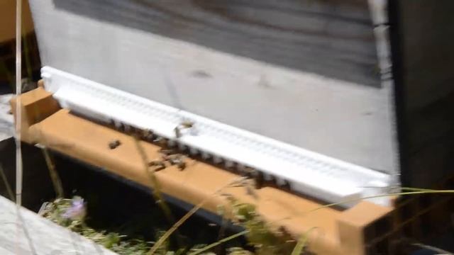 Ruche Catopsilia - Un toit pour les abeilles смотреть онлайн