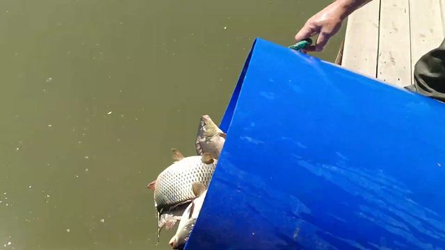 Карп! Карп! Карп! смотреть онлайн