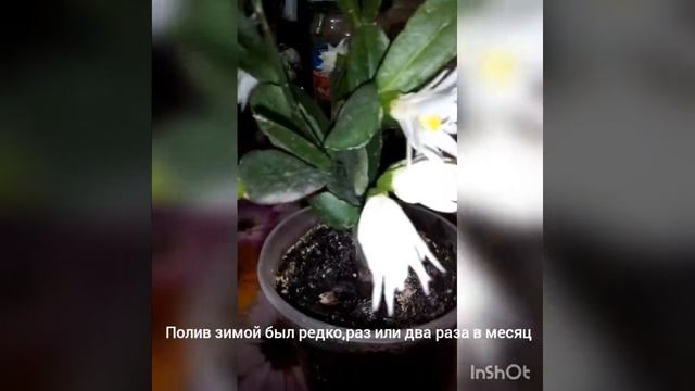 Пасхальный кактус цветет в мае! смотреть онлайн