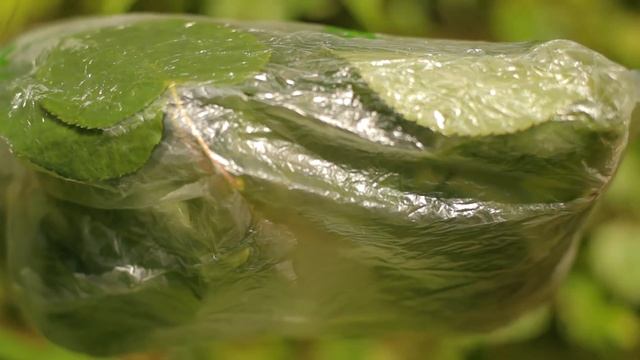 Как добыть воду в лесу (Выживание #1) смотреть онлайн