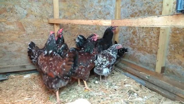 Ливенские ситцевые смотреть онлайн