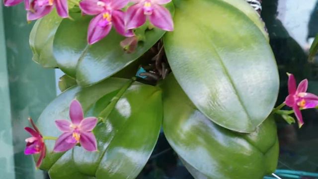 Simon's Phalaenopsis Valentinii смотреть онлайн