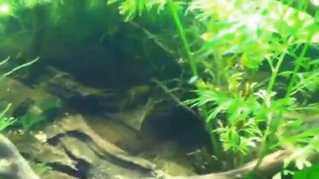 Dirted tank update смотреть онлайн