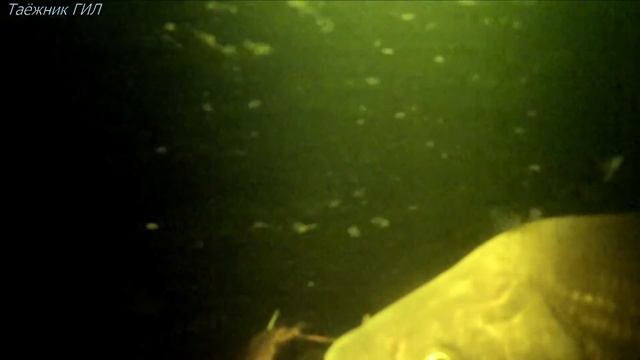 Рыбалка на ручьях ( промысел ) заготовка рыбы. Зелёным не смотреть. смотреть онлайн