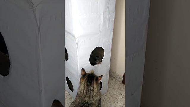 Кот "охотится" на воробья смотреть онлайн