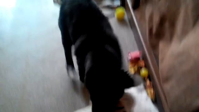 Щенок Миша. Пока на карантине - играем дома! смотреть онлайн