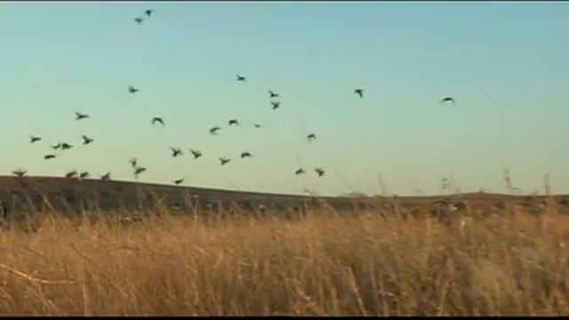 Final Approach layout Blind смотреть онлайн