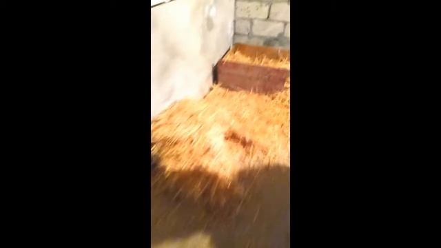 Поросята породы Дюрок.Как выращивать. смотреть онлайн