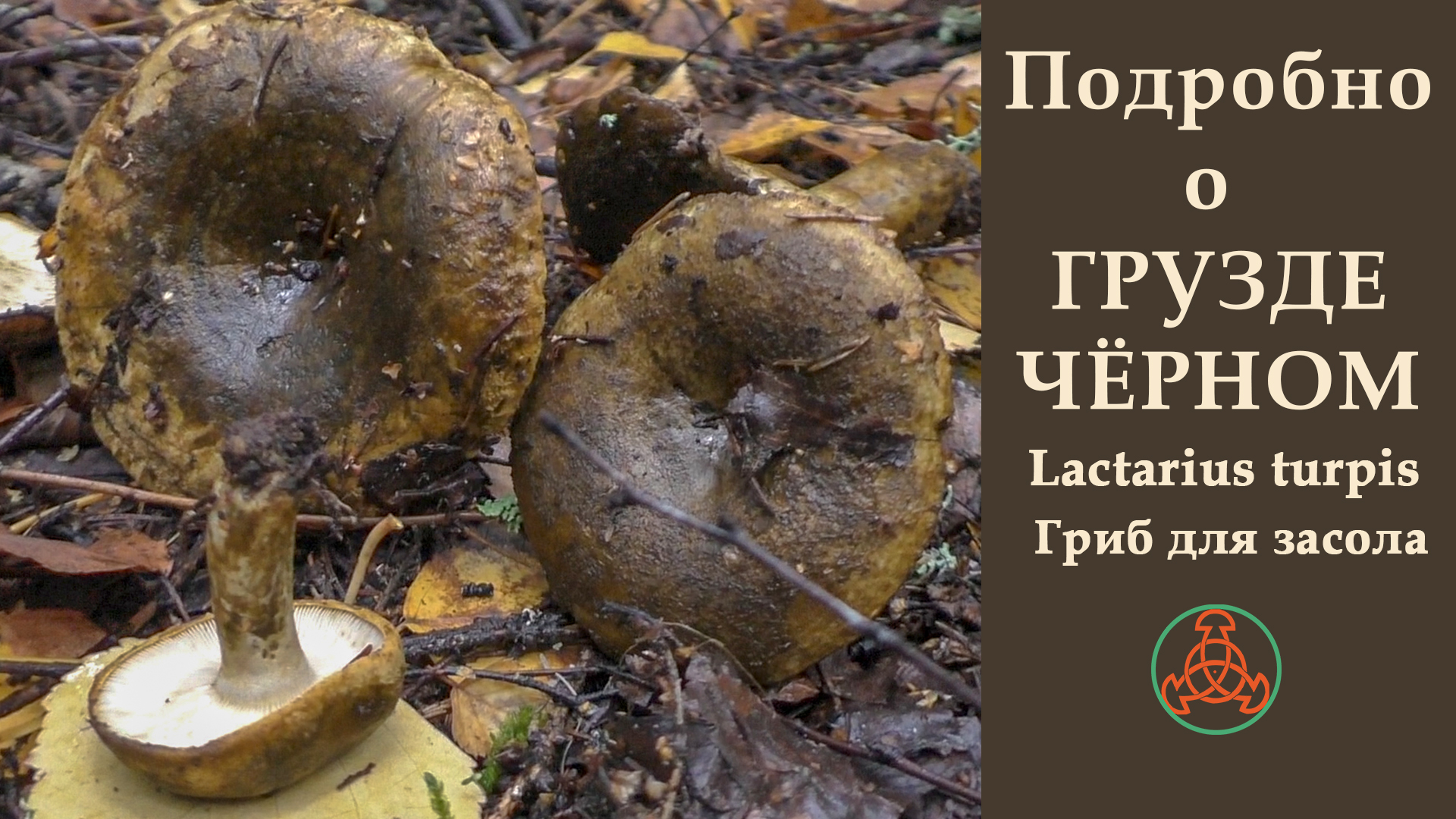 Подробно о Грузде чёрном. Lactarius turpis. Гриб для засола смотреть онлайн