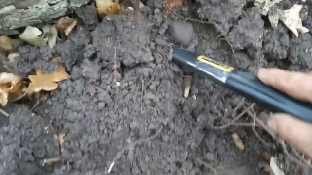 Ролик №52. Лес подаривший интерестные находки. смотреть онлайн