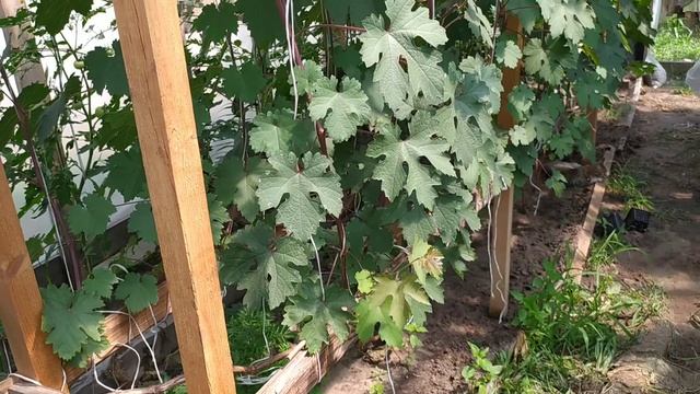 Виноград из косточки ничем не болеет и завязал одну гроздь. смотреть онлайн