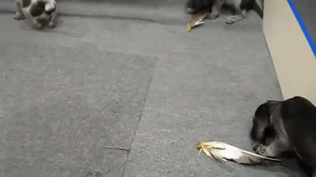 кобели смотреть онлайн