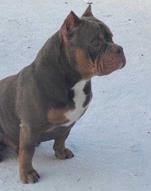 Американский булли