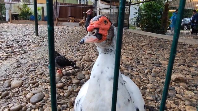 Обзор мини-зоопарка (курятника) смотреть онлайн