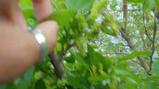 Клен цветёт смотреть онлайн