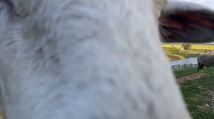 Овцы Куйбышевской породы