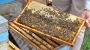 Малыхин В.Е о строительной рамке в пчеловодстве