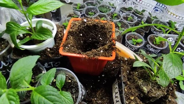 Как развиваются черенки метельчатой гортензии.Переваливаю в больший объём и удобряю. смотреть онлайн