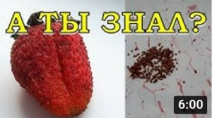 КЛУБНИКА из семян ПОКУПНОЙ ЯГОДЫ - это просто???