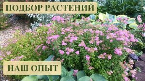 ПРИНЦИП ПОДБОРА РАСТЕНИЙ В САДУ. НАШ ОПЫТ. Дачный креатив.