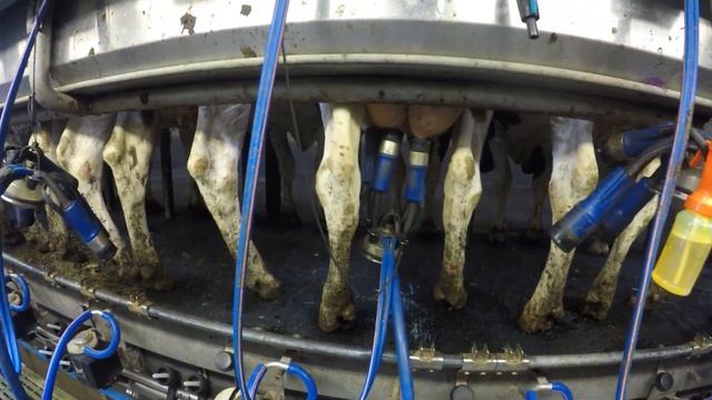 Cow milking in Denmark, pit's technologi. Дойка коров в Дании с ямы смотреть онлайн