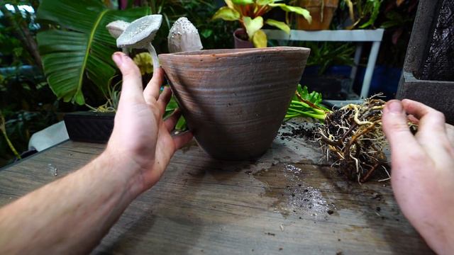 Repot & Plant Chat! Repotting Philodendron bipinnatifidum 'Lickety Split' смотреть онлайн